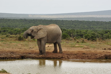 Elephants in the wild, Eastern Cape, South Africa
