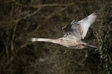 Mute Swan, Swans, Cygnus olor