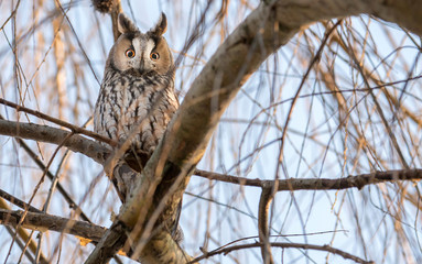 Long-eared owl (Asio otus)