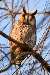 Long-eared owl (Asio otus)
