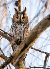 Long-eared owl (Asio otus)