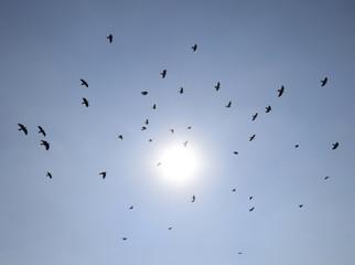 Silhouette of a flock of blackbird flying through a surreal evening sky with a fiery sun