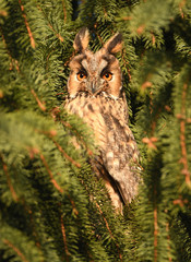 Long-eared owl (Asio otus)