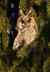Long-eared owl (Asio otus)