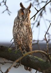 Long-eared owl (Asio otus)