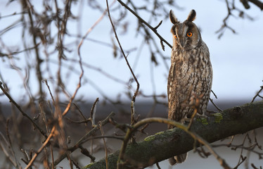 Long-eared owl (Asio otus)