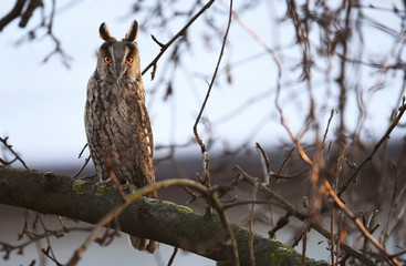 Long-eared owl (Asio otus)