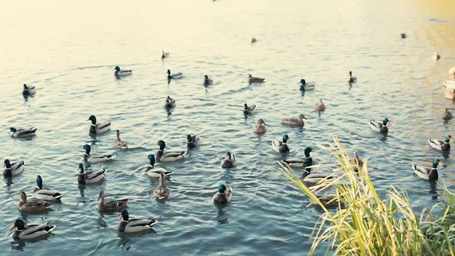 Ducks swimming in the river.