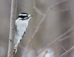 Downy Woodpecker Perched