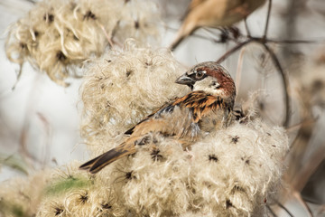 House Sparrow, Sparrow, Passer domesticus
