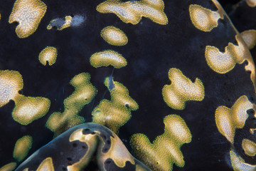 Abstract of Giant Clam Mantle Underwater in Pacific Ocean