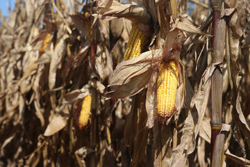 Corn in the field. An ear of corn on the stalk in a sun light. Corn field ready for harvesting. Corn - source of bio fuel.