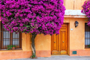Bougainvillea tree growing by the house in historic quarter of C