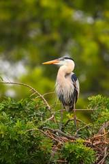 Great Blue Heron standing on a nest. It is the largest North Ame