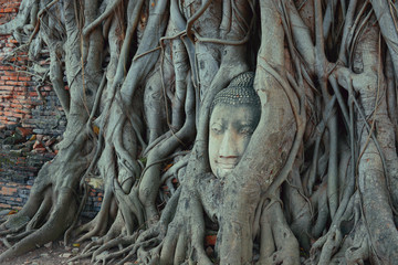 sand stone buddha head trapped in bodhi tree roots at mahathat temple in ayutthaya (thailand)