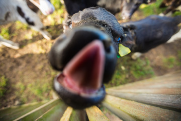 Calf licking it's nose
