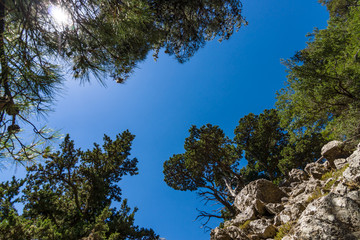 Samaria Gorge. Crete. Greece. Pines on the cliffs and slopes on the background of blue sky.