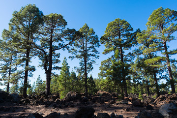 Fototapeta na wymiar Teide National Park, Tenerife - the most spectacular travel destination, pine tree forest
