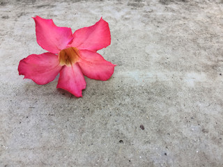 Obraz na płótnie Canvas Pink Desert Rose, Impala Lily, Mock Azalea flower 