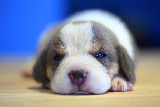  1 month year old beagle Puppy (Silver Tri color) is  sleeping in the room