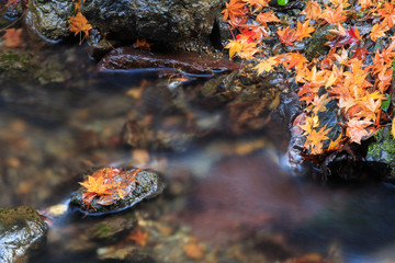 Autumn Leaves