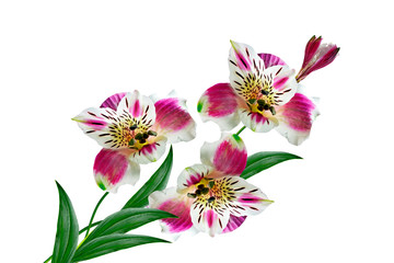 Colorful bright flowers Alstroemeria on a white background.