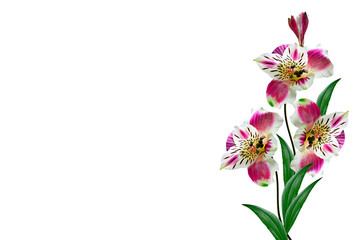 Obraz na płótnie Canvas Colorful bright flowers Alstroemeria on a white background.