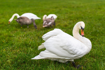 Swans grazing on a green meadow.