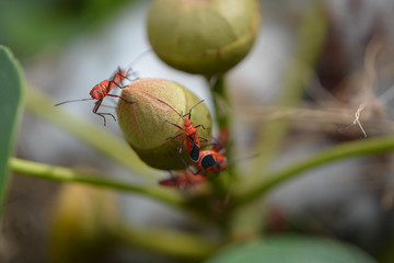 Orange and Black Bugs