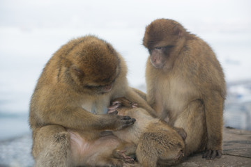Barbary Macaque Family Portrait