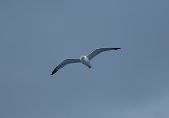 Fototapeta na wymiar Seagull on the Wing