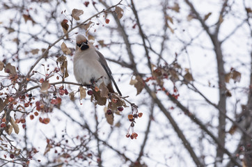 waxwing sitting on a tree branch