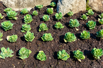 Seedlings, ornamental plants