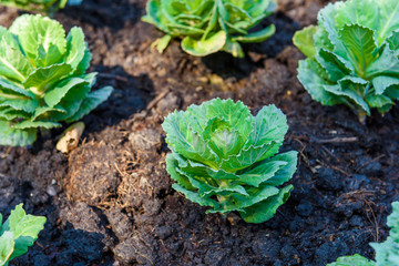 Seedlings, ornamental plants