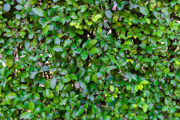 green leaf background