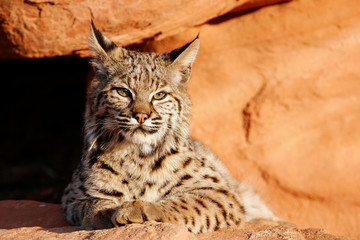 Bobcat lying on red rocks