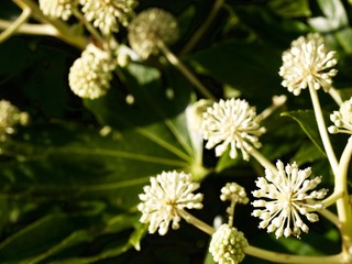 Fatsia japonica/kochi,Japan