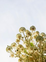 Fatsia japonica/kochi,Japan