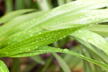 water droplets on leaf