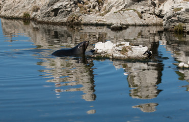 New Zealand coastal life - young fur seal swims between rocks