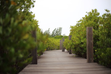 Walkway made from wood and mangrove field of Thung Prong Thong forest in Rayong at Thailand
