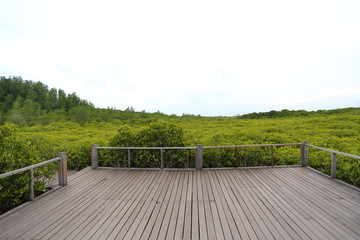 Walkway made from wood and mangrove field of Thung Prong Thong forest in Rayong at Thailand