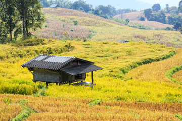 Fototapeta premium Small hut in terraced rice field