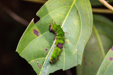 Colour Sergeant caterpillar