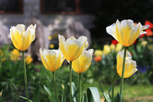 Yellow tulips. Background with front yard garden bright color tulips in sunlight.