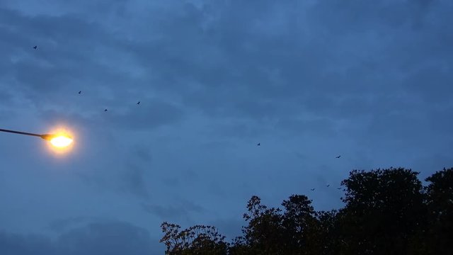 Every evening a huge number of Fruit Bats leave the Mangrove at dusk and fly towards the setting sun.