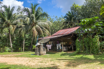 Fototapeta premium Hut of gardener in rubber tree garden