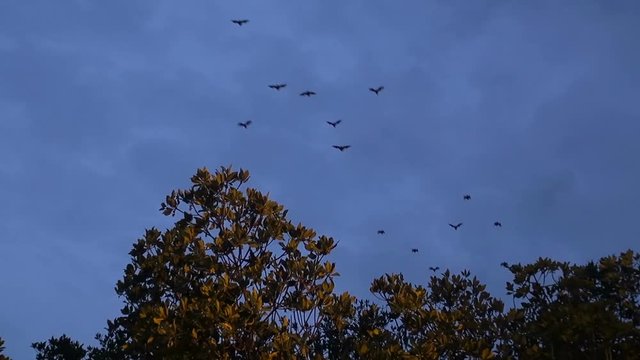 Fruit Bats (Order: Chiroptera, Suborder: Megachiroptera, Family: Pteropodidae, Genus: Pteropus) leave a mangrove swamp in Thailand silhouetted against a dark blue evening sky.