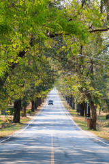 Road between the trees