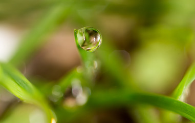 drops of dew on the green grass. macro